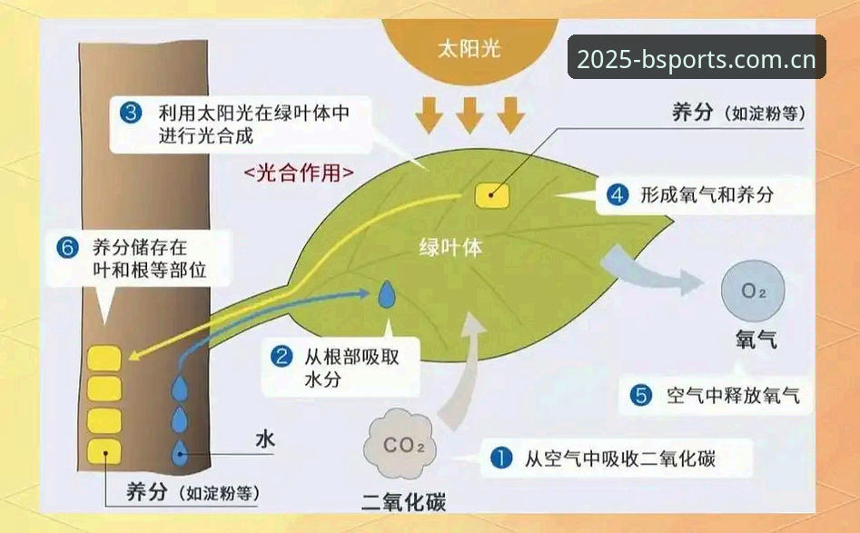 B体育2025新版常见问题完整指南：从登录到使用的深度解析